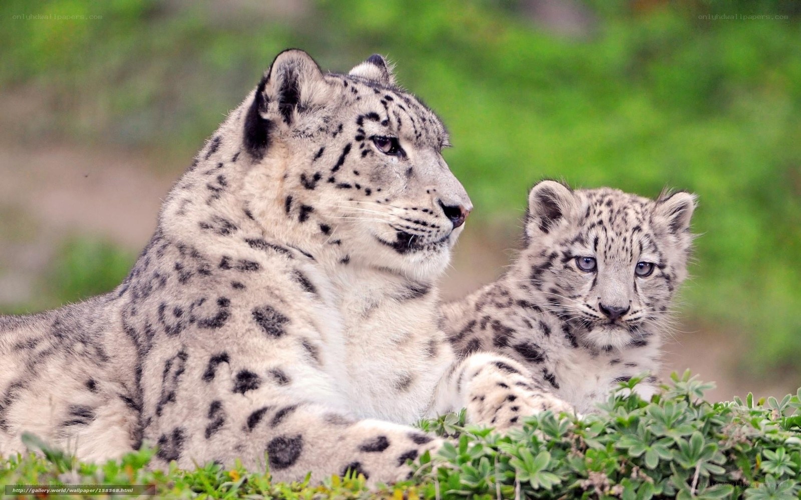 Snow leopard and cub in grass