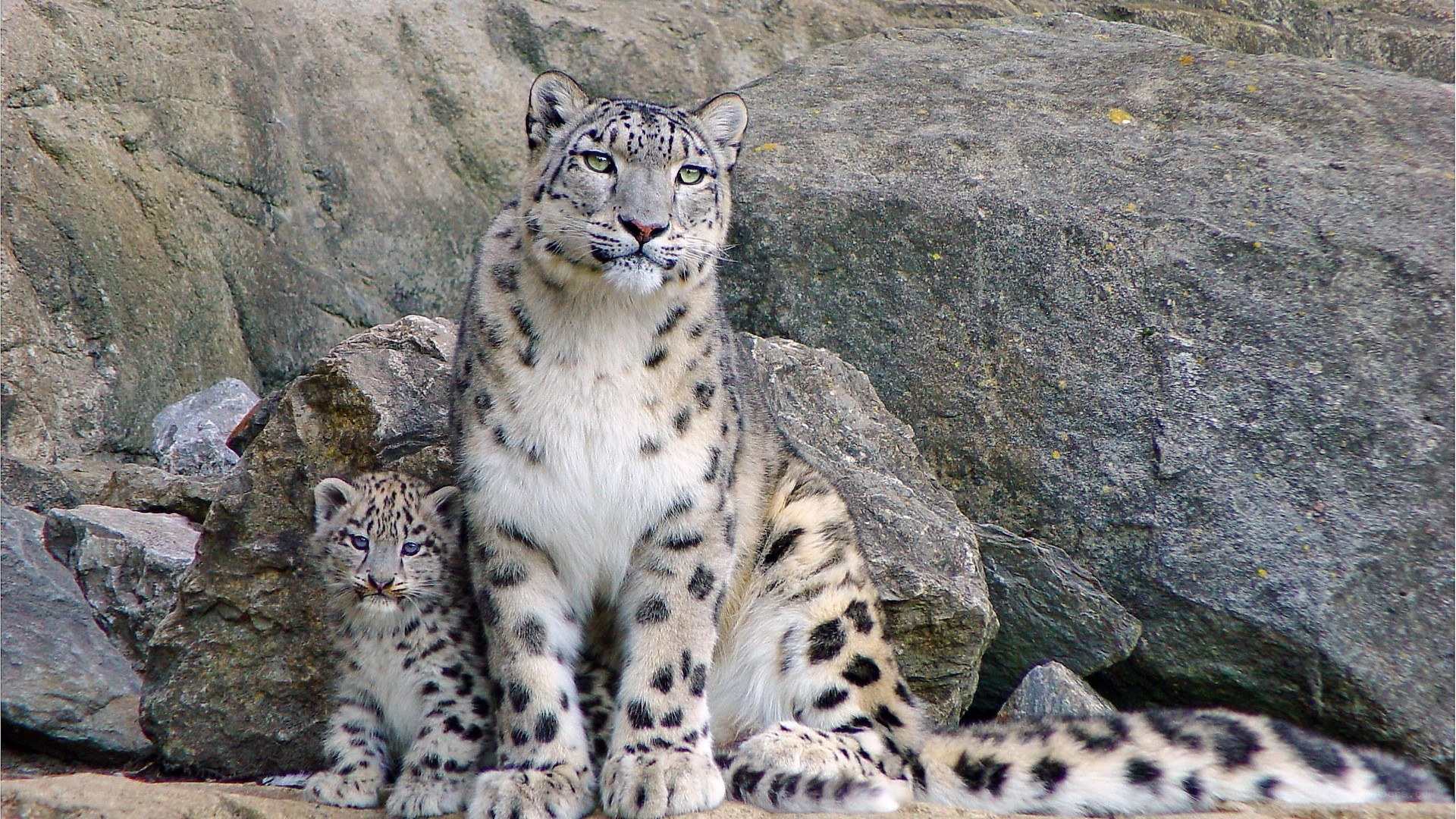 Snow leopard and cub on rocks