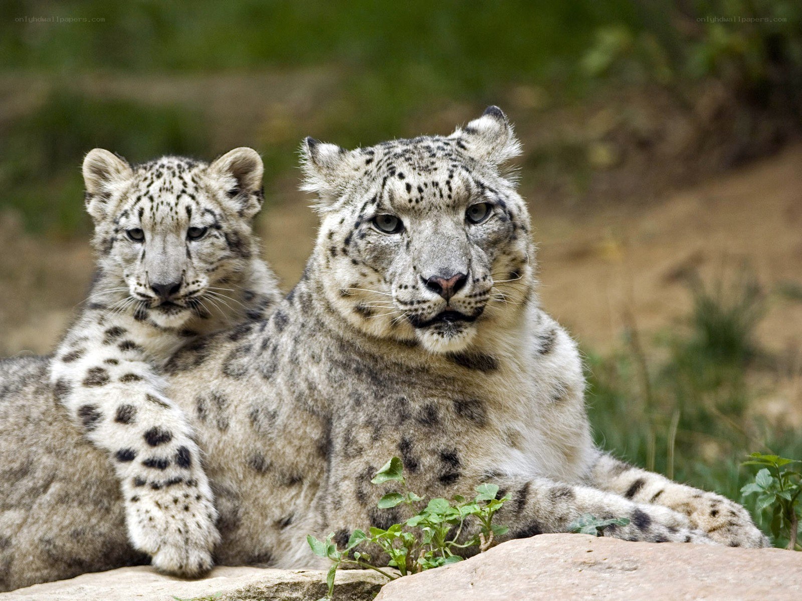 Snow leopard and cub resting