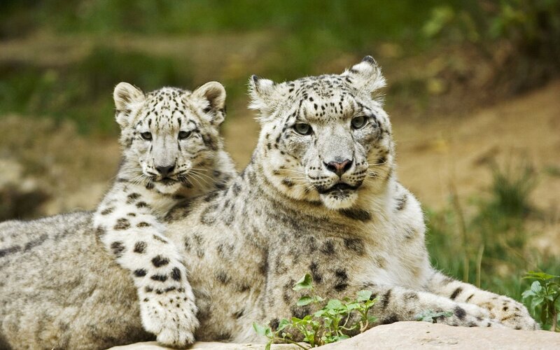 Snow leopard and cub resting