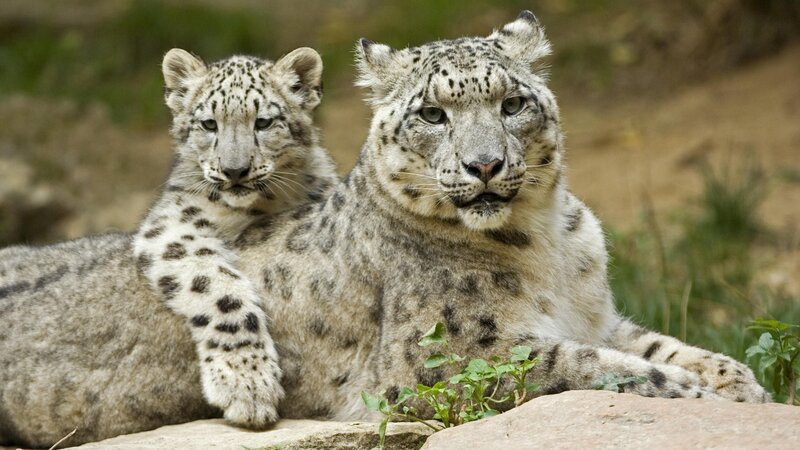 Snow leopard and cub resting