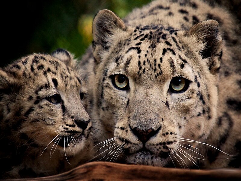 Snow Leopard and Cub