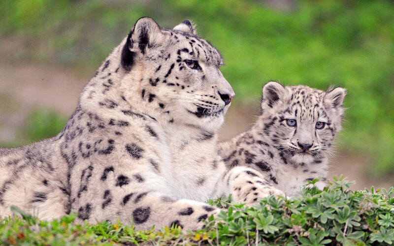 Snow Leopard and Cub — White, Calm, Photograph, Grass