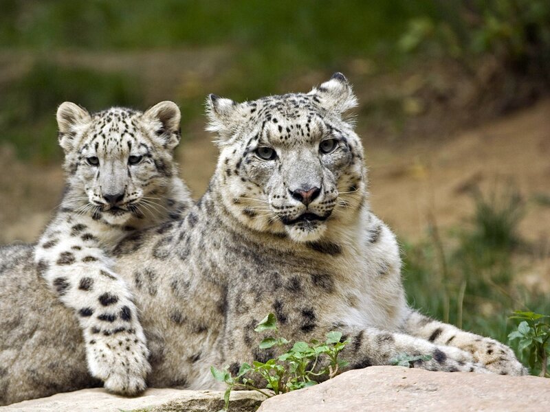 Snow Leopard and Cub — White, Calm, Photograph, Rock
