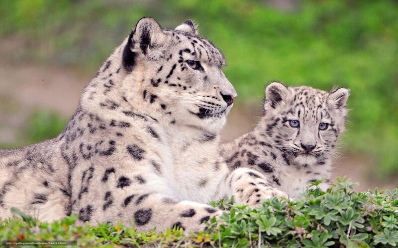 Snow Leopard and Cub — White, Calm, Spring