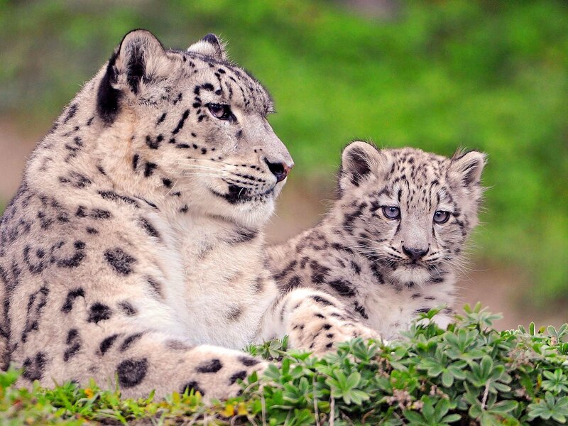 Snow Leopard and Cub — White, Calm