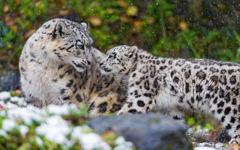 Snow Leopard and Cub — White, Calm, Winter