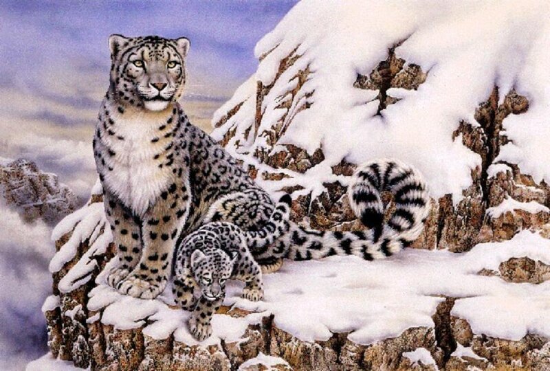 Snow Leopard and Cub — White, Serene