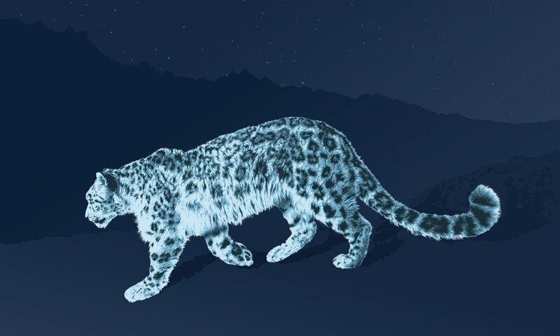 Snow leopard at night