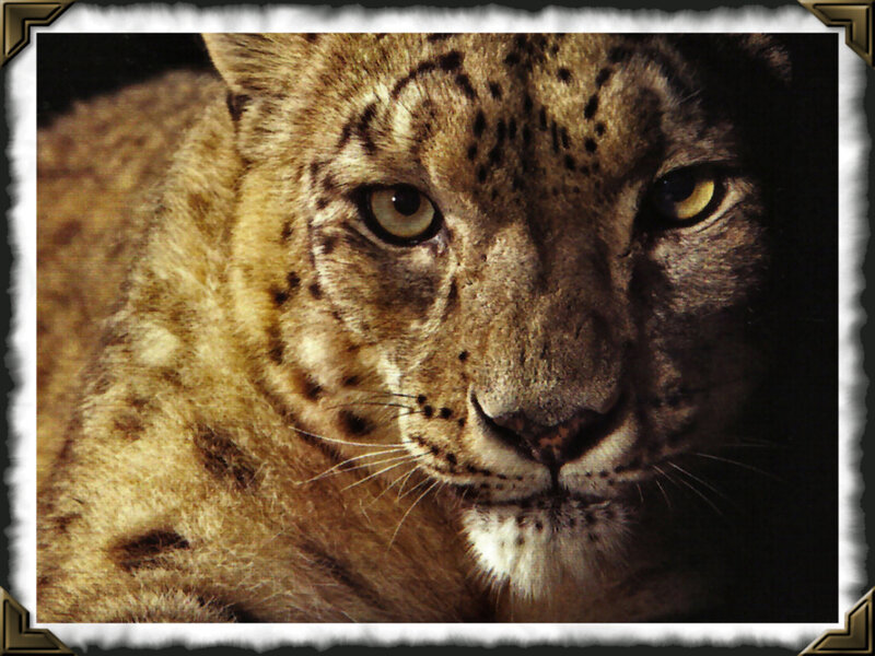 Snow Leopard Close-up — Brown