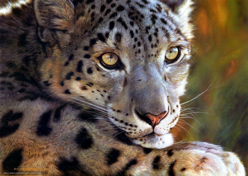 Snow Leopard Close-up — Gray, Intense