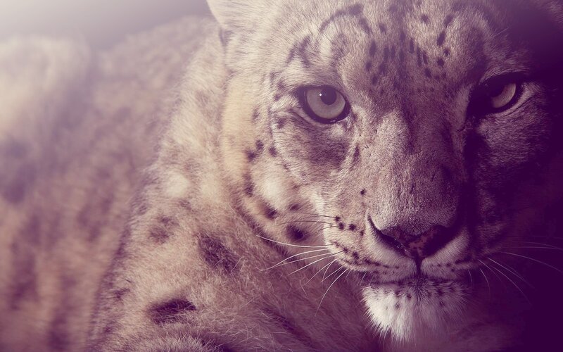 Snow Leopard Close-up — Gray