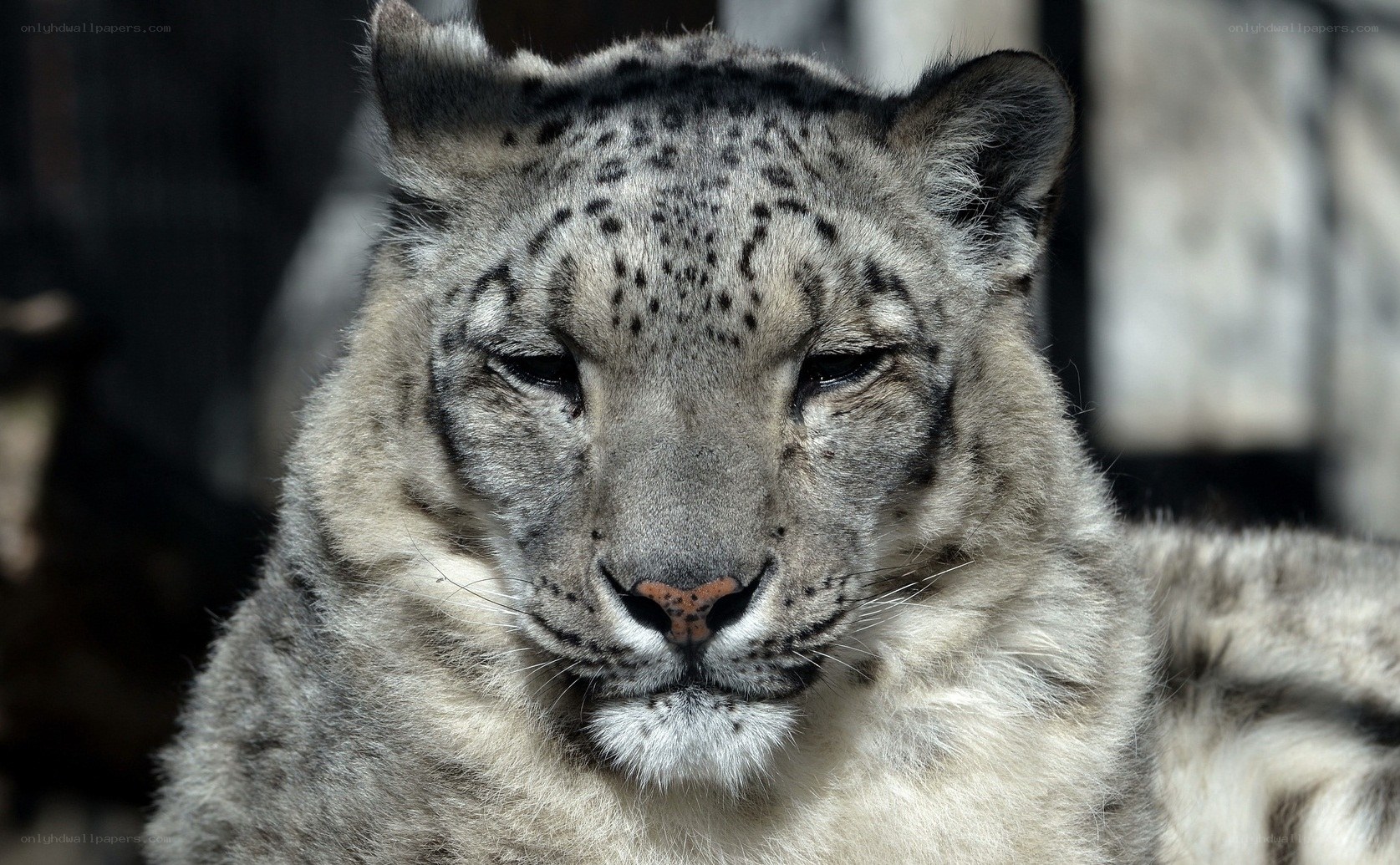 snow leopard close-up portrait
