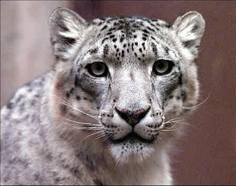 snow leopard close-up