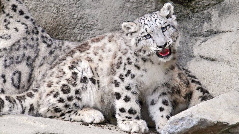 Snow Leopard Cub — Alert