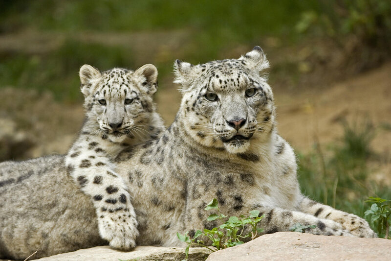 Snow Leopard Cub and Adult