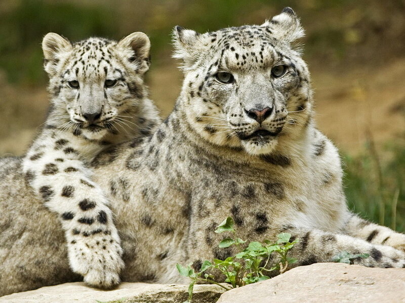 Snow Leopard Cub and Adult — White