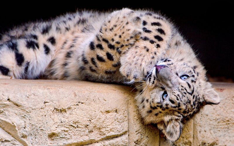 Snow Leopard Cub — Beige, Calm, Photograph