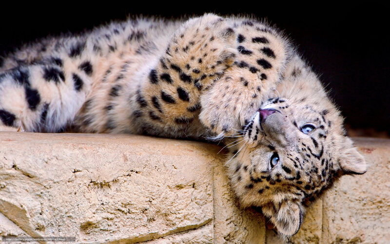 Snow Leopard Cub — Beige, Calm