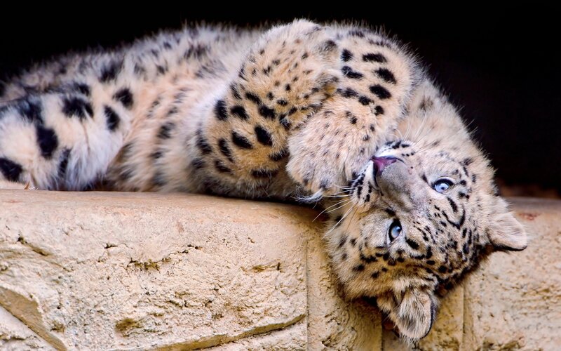 Snow Leopard Cub — Beige