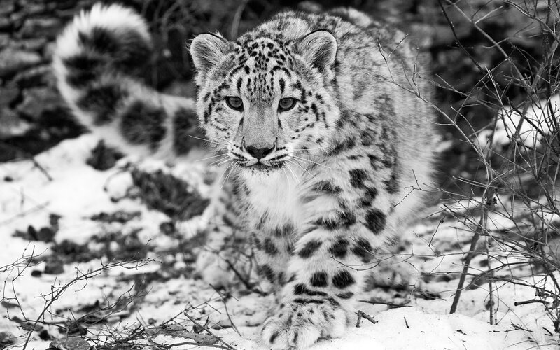 Snow Leopard Cub — Black, Alert, Winter, Photograph, Branches, Tail