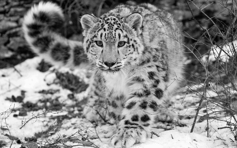 Snow Leopard Cub — Black, Alert, Winter, Photograph, Branches