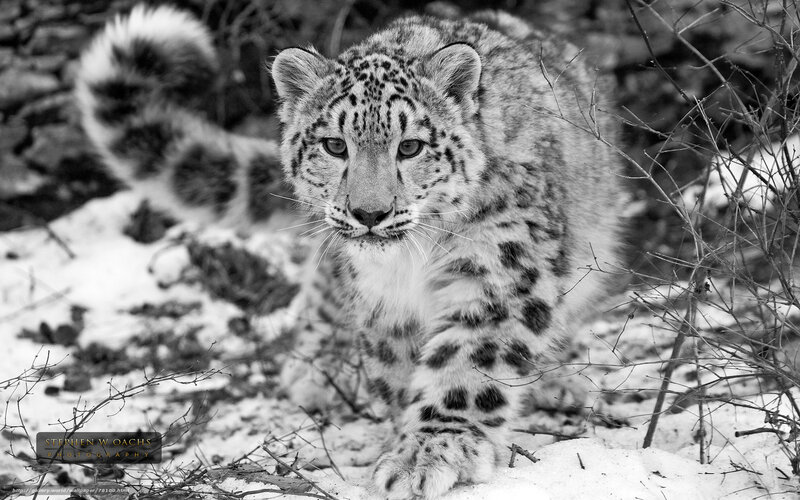 Snow Leopard Cub — Black, Alert, Winter, Photograph