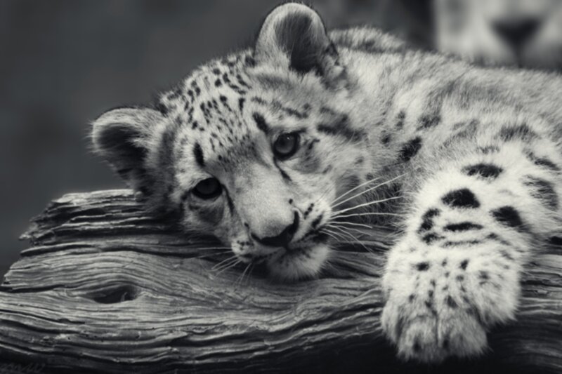 Snow Leopard Cub — Black, Calm