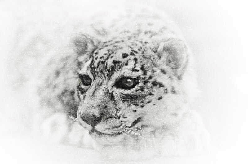 Snow Leopard Cub — Black, Calm, Winter, Photograph