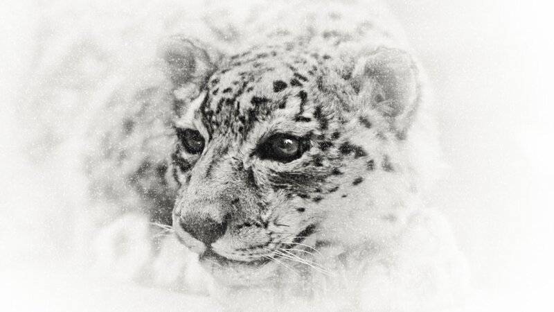 Snow Leopard Cub — Black, Calm, Winter