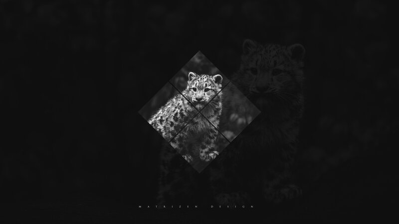 Snow Leopard Cub — Black, Dramatic