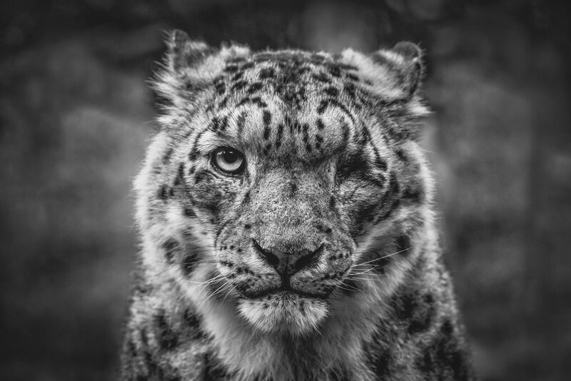 Snow Leopard Cub — Black, Intense, Photograph