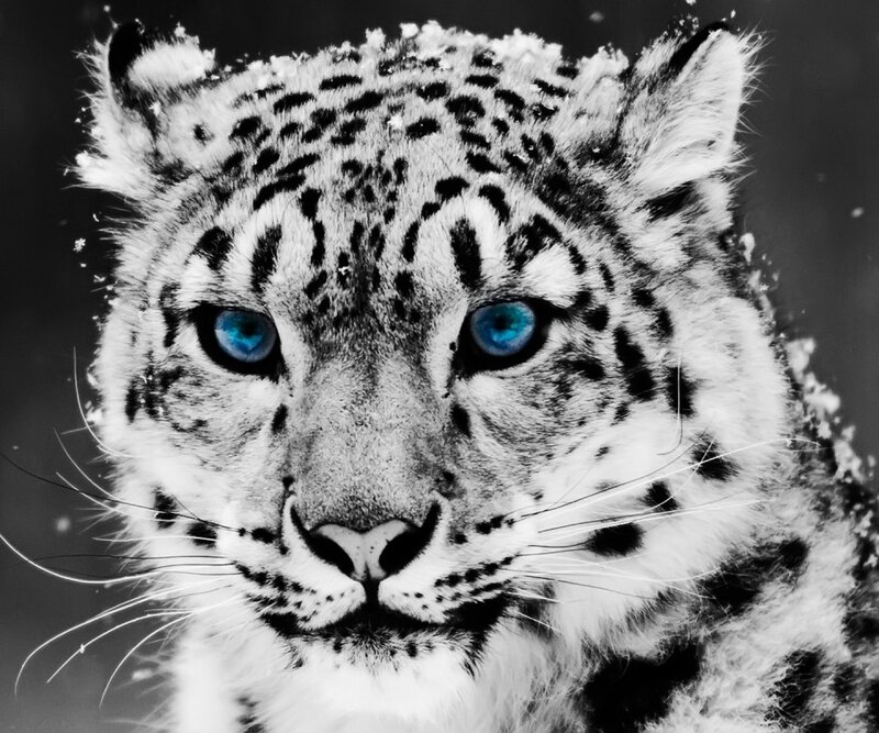 Snow Leopard Cub — Black, Intense