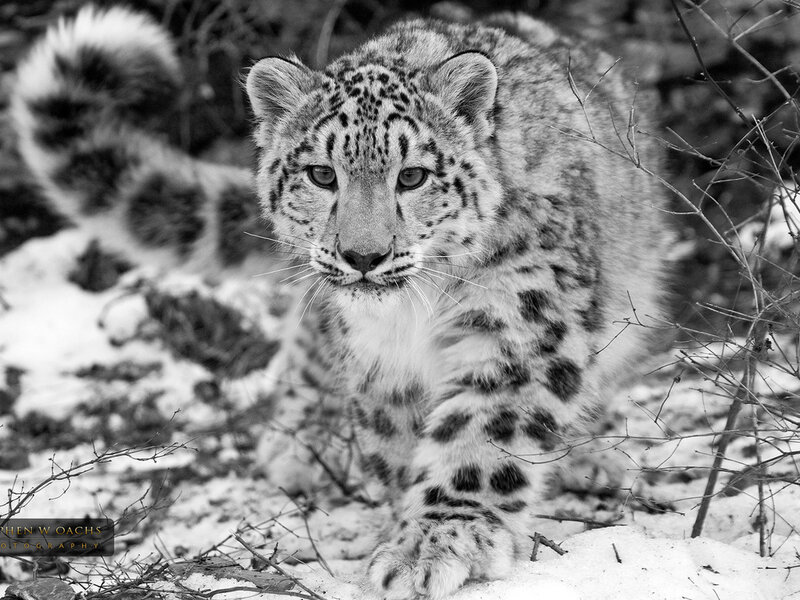 Snow Leopard Cub — Black