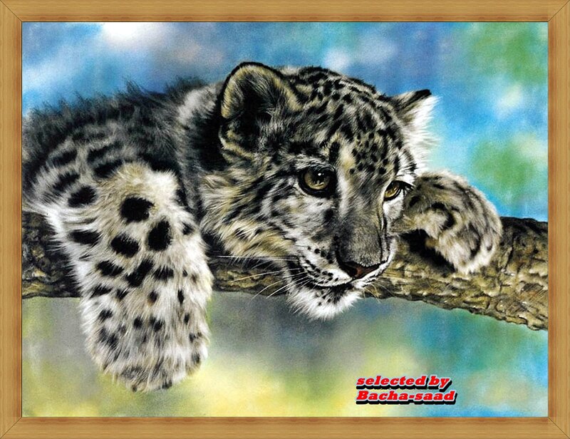 Snow Leopard Cub — Blue, Calm