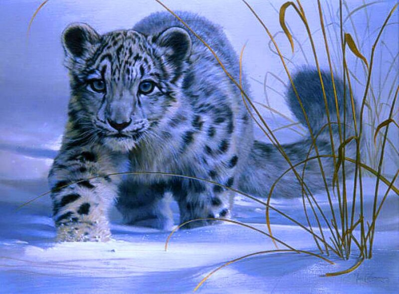 Snow Leopard Cub — Blue, Calm, Winter