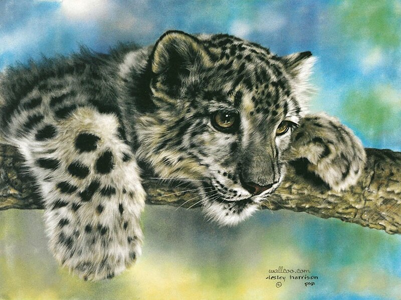 Snow Leopard Cub — Blue