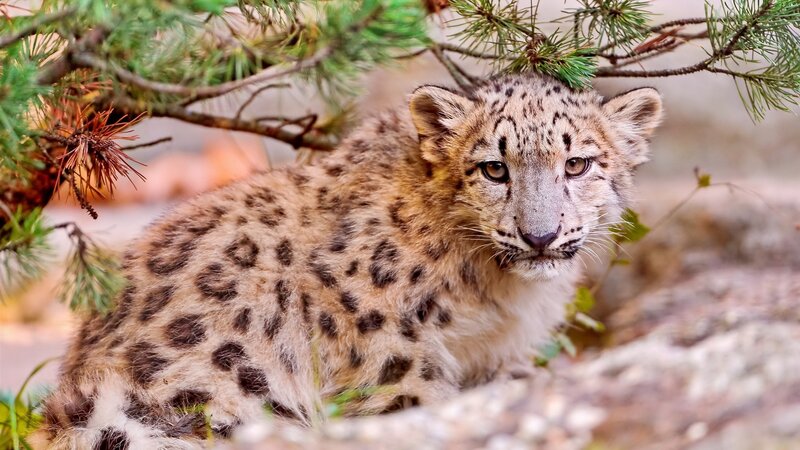 Snow Leopard Cub — Brown, Calm, Autumn