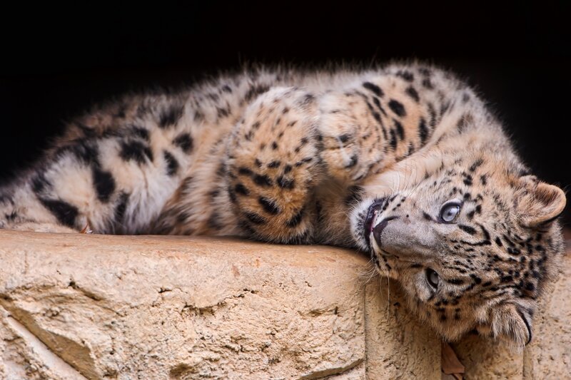 Snow Leopard Cub — Brown, Calm, Photograph, Rock
