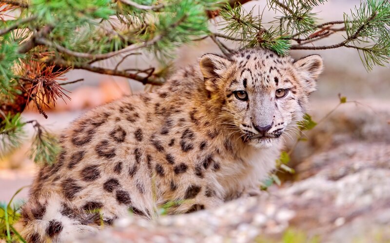 Snow Leopard Cub — Brown, Calm