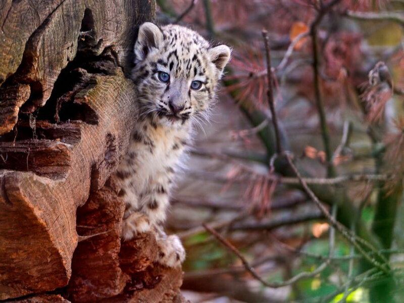 Snow Leopard Cub — Brown, Curious