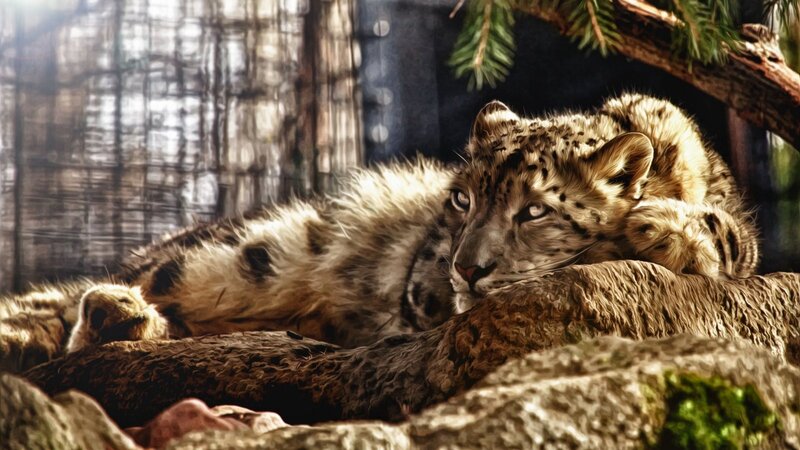 Snow Leopard Cub — Brown, Dramatic, Digital Art, Rock