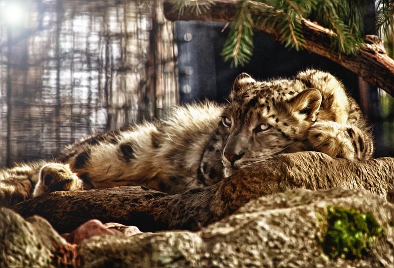 Snow Leopard Cub — Brown, Dramatic, Digital Art, Rocks, Tree Branch