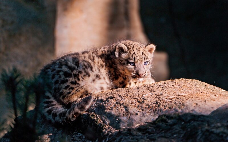 Snow Leopard Cub — Brown, Dramatic, Sunset, Photograph, Rock