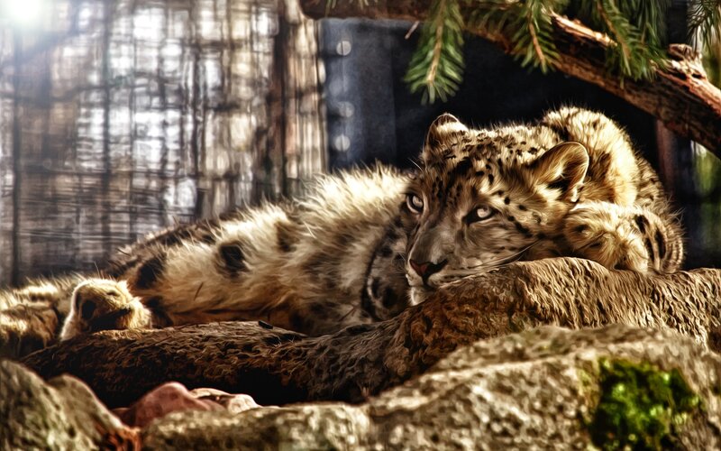 Snow Leopard Cub — Brown, Dramatic