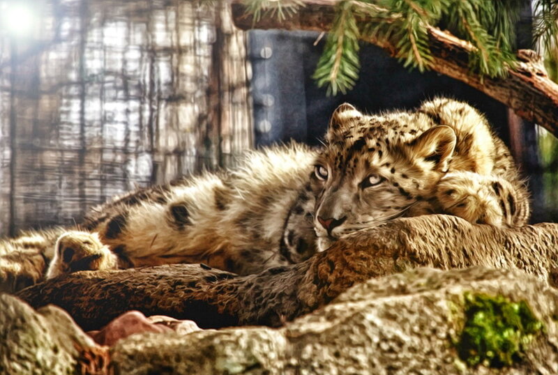 Snow Leopard Cub — Brown