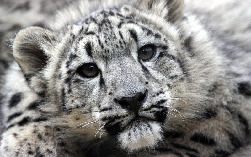 snow leopard cub close-up