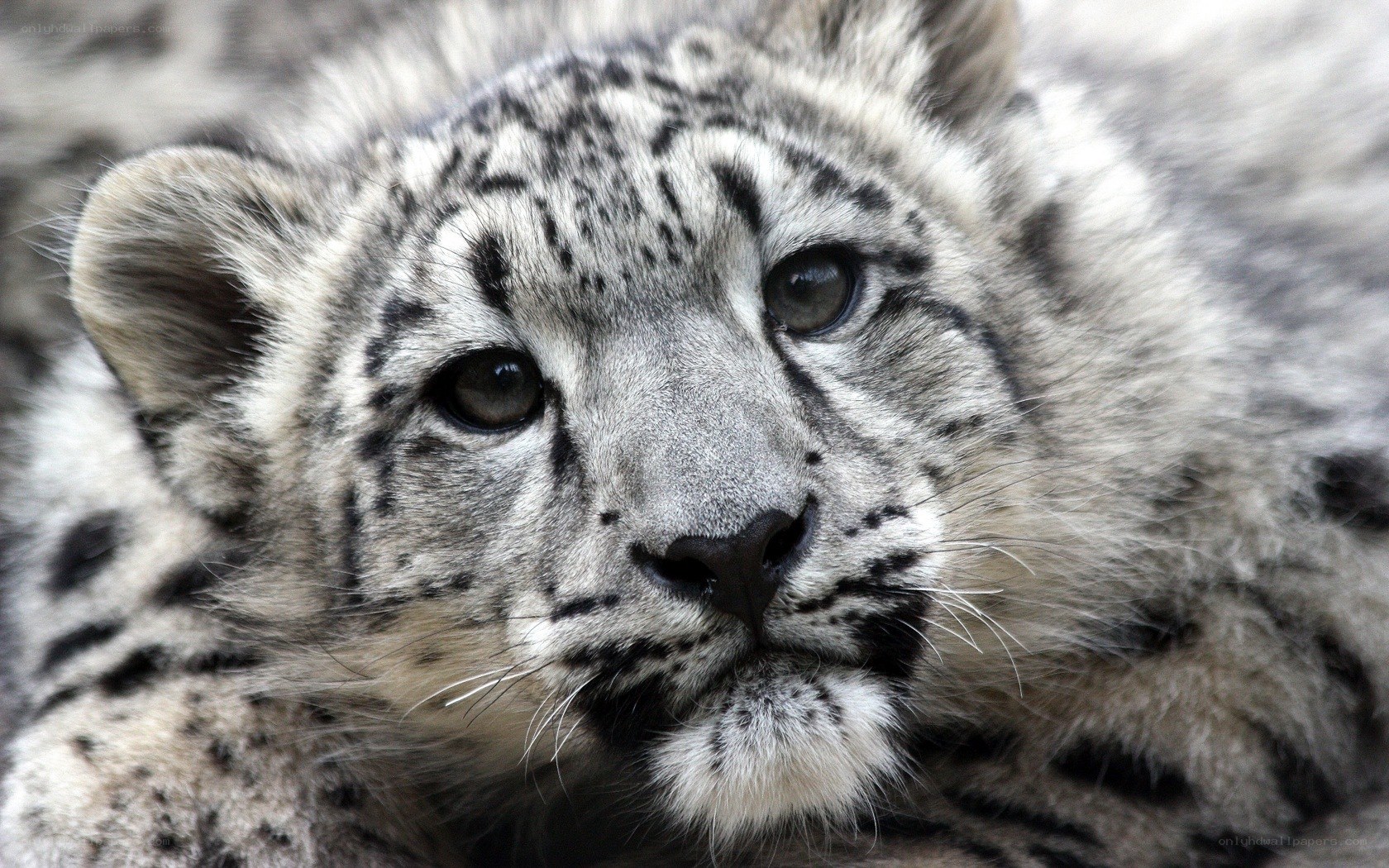 snow leopard cub close-up