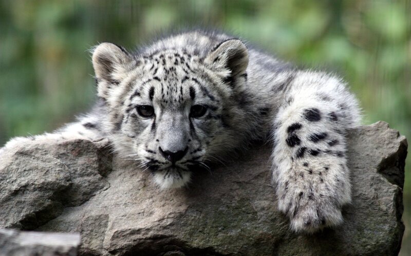 Snow Leopard Cub — Forest