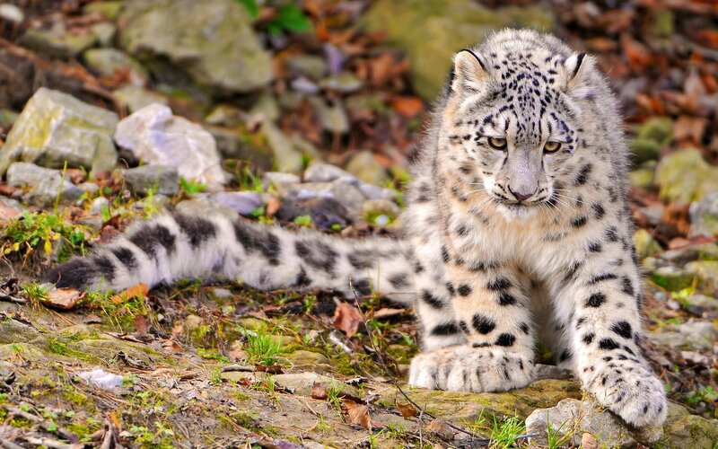 Snow Leopard Cub — Gray, Alert, Autumn, Photograph